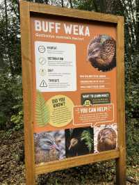 ไปดูนกกีวี่ ไอคอนของนิวซีแลนด์ตัวจริงที่ Kiwi Park