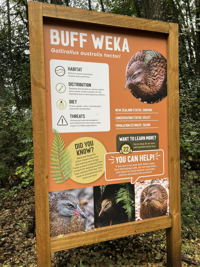 ไปดูนกกีวี่ ไอคอนของนิวซีแลนด์ตัวจริงที่ Kiwi Park