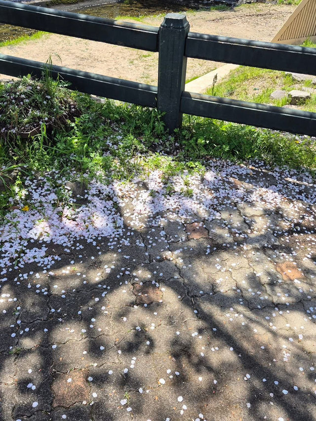 🌸 ซากุระ Dazaifu – ความน่ารักแบบญี่ปุ่นแท้ๆ