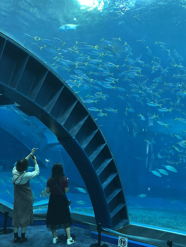 Churaumi Aquarium อควาเรียมสุดอลังการที่โอกินาว่า🐋 Churaumi Aquarium อควาเรียมสุดอลังการที่โอกินาว่า🐋