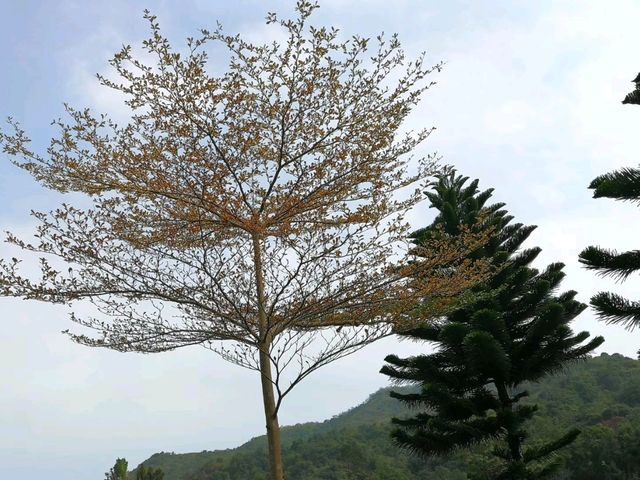城市綠洲午後悠閒漫步｜坑口文曲里公園