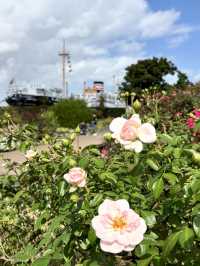 🌿 Nature Walk in Yokohama