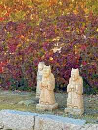 청주 단풍 명소 국립청주박물관✨