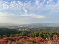 Golden Hills Nara🌅