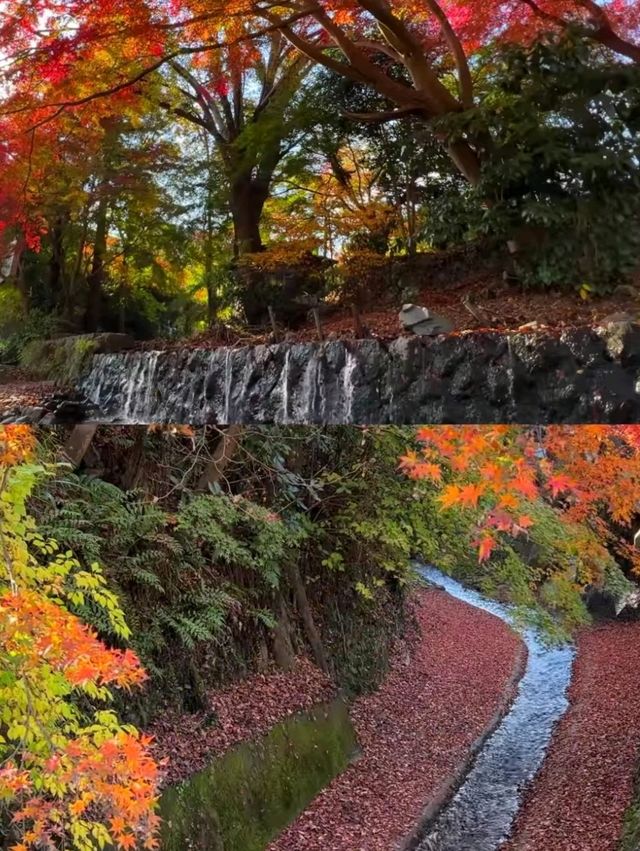 東京後花園｜高尾山｜闖入絕美紅葉油畫世界🍁