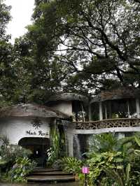 Rainforest Escape🌴