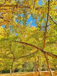 蹒跚小旅人 · 粤北韶关金色童话深秋奇遇记