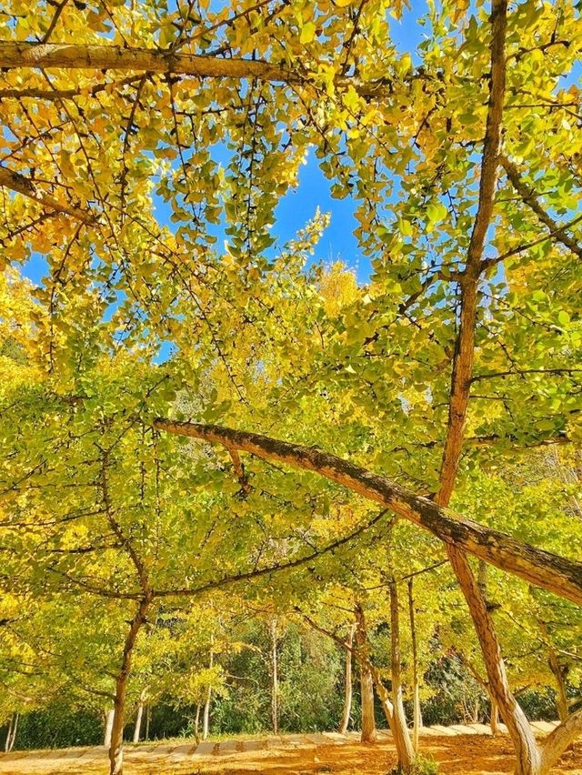 蹒跚小旅人 · 粤北韶关金色童话深秋奇遇记 蹒跚小旅人 · 粤北韶关金色童话深秋奇遇记