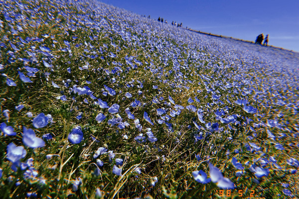 藍色仙境：在日立海濱公園感受粉蝶花的魔力！｜Trip.com 常陸那珂市