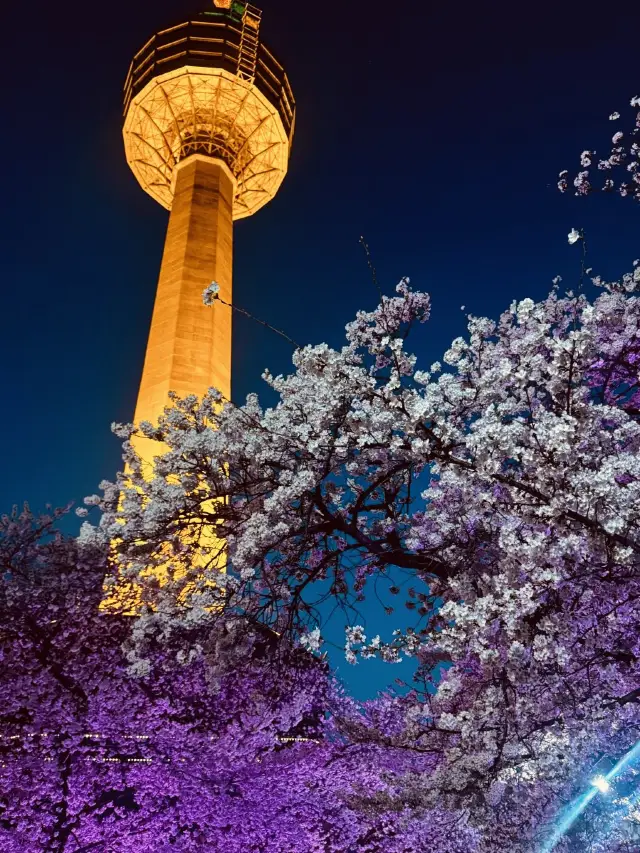 Spring Nights at Daegu E-World: Blossom Glow & Neon Vibes 🌸💡