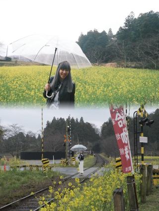 A Guide to Exploring Niche Rapeseed Flower Fields.
