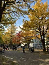 北海道大學：「北大金葉季」被銀杏樹包圍的療癒散策日記📓