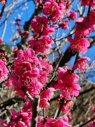🌸 Izu Peninsula | Where Spring Arrives in a Sea of Blossoms