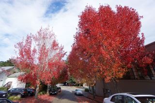 [Around San Francisco • Mill Valley] Peak Autumn Colors! Falling into the Fairytale Palette of an American Small Town.