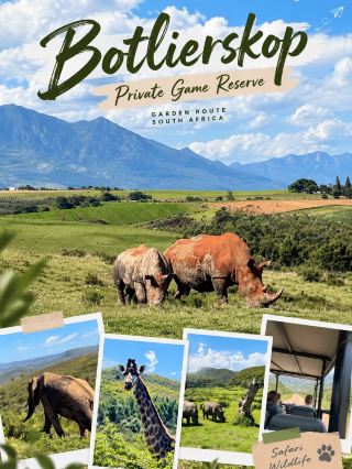 🦏 Botlierskop Private Game Reserve

Safari ใกล้ Garden Route ที่ได้เห็นสัตว์ป่าแบบใกล้ชิด

หนึ่งในประสบการณ์ที่ทำให้การเดินทางใน South Africa น่าจดจำมากขึ้น คือการออกไปเจอสัตว์ป่าในพื้นที่กว้าง ๆ แบบนี้ที่ Botlierskop Private Game Reserve บนเส้นทาง Garden Route

ที่นี่เป็นเขตอนุรักษ์ส่วนตัวขนาดประมาณ 6,000 เฮกตาร์ มีทั้งทุ่งหญ้า เนินเขา และพื้นที่ Fynbos โดยมีเทือกเขา Outeniqua เป็นฉากหลัง 

🚙 นั่งรถ Safari เข้าไปชมสัตว์ป่า

ทริปนี้นั่งรถ Safari แบบเปิดหลังคา วิ่งผ่านทั้งถนนเรียบ ๆ และเส้นทางขึ้นเนินเข้าไปในพื้นที่ธรรมชาติ ระหว่างทางได้เห็นสัตว์หลายชนิดแบบที่ไม่ได้อยู่ในกรง

ไฮไลต์คือ แรด 🦏 ที่เห็นเดินกินหญ้ากันอยู่กลางทุ่ง บางจุดอยู่ไม่ไกลจากรถเลย รวมถึง ช้าง 🐘 และยีราฟ 🦒 ที่เดินอยู่ท่ามกลางพุ่มไม้และเนินเขา

ภาพที่ชอบที่สุดคือช่วงที่ฝูงแรดอยู่กลางทุ่ง โดยมีภูเขาขนาดใหญ่เป็นฉากหลัง เหมือนภาพที่เห็นในสารคดี แต่ครั้งนี้เราได้นั่งอยู่ตรงนั้นจริง ๆ

Botlierskop ระบุว่าพื้นที่แห่งนี้มีสัตว์มากกว่า 26 ชนิด รวมถึง Lion, Elephant, Rhino, Buffalo, Cheetah, Giraffe และ Hippo และมีนกมากกว่า 200 ชนิด 

🌿 สิ่งที่ทำให้ที่นี่ต่างจากการเที่ยวสวนสัตว์

สัตว์ที่เห็นไม่ได้อยู่ในกรง แต่ใช้พื้นที่ธรรมชาติขนาดใหญ่ร่วมกัน และทาง Botlierskop ระบุว่าการพบสัตว์ขึ้นอยู่กับธรรมชาติและเส้นทางของสัตว์ในแต่ละวัน

นอกจาก Game Drive แล้ว ที่นี่ยังมีกิจกรรมอย่าง Horseback Safari และสำหรับคนที่อยากพักค้างคืนก็มีที่พักสไตล์ Safari Lodge ให้เลือกด้วย 

📍 Botlierskop Private Game Reserve
Little Brak River, Mossel Bay, Garden Route, South Africa

💡 Tips: สามารถมาเที่ยวแบบ Day Visitor ได้ และควรจองกิจกรรมล่วงหน้า โดยเฉพาะช่วงวันหยุดหรือฤดูกาลท่องเที่ยว 

ประสบการณ์ครั้งนี้ทำให้รู้ว่า Safari ไม่จำเป็นต้องมีแต่ทุ่งแห้ง ๆ แบบที่เคยจินตนาการไว้ ที่ Botlierskop กลับเป็นภูมิประเทศสีเขียว มีภูเขา ท้องฟ้ากว้าง และสัตว์ป่าเดินอยู่ในฉากธรรมชาติที่สวยมาก 🦏🌿🇿🇦

ภาพถ่ายจากต้นฉบับที่ถ่ายด้วยตัวเอง

#Botlierskop #SouthAfrica #GardenRoute #Safari #มือสมัครเที่ยว