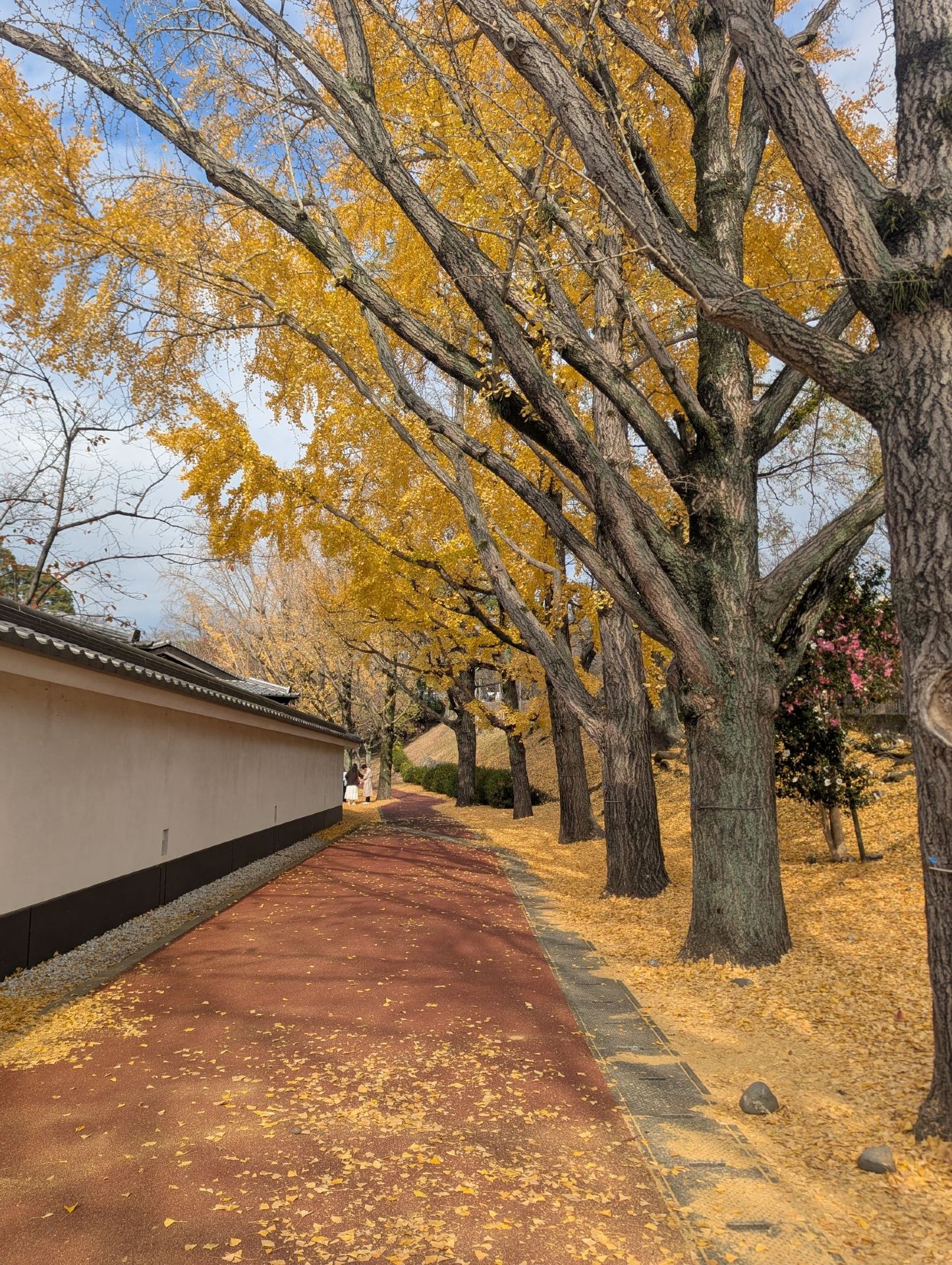 The Foliage Gamble: Chasing Autumn in Kyushu 🍁