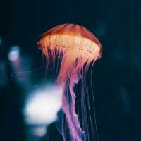 Dubai Aquarium: An Underwater Adventure