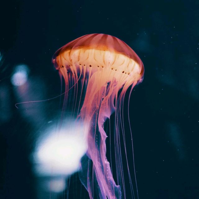 Dubai Aquarium: An Underwater Adventure