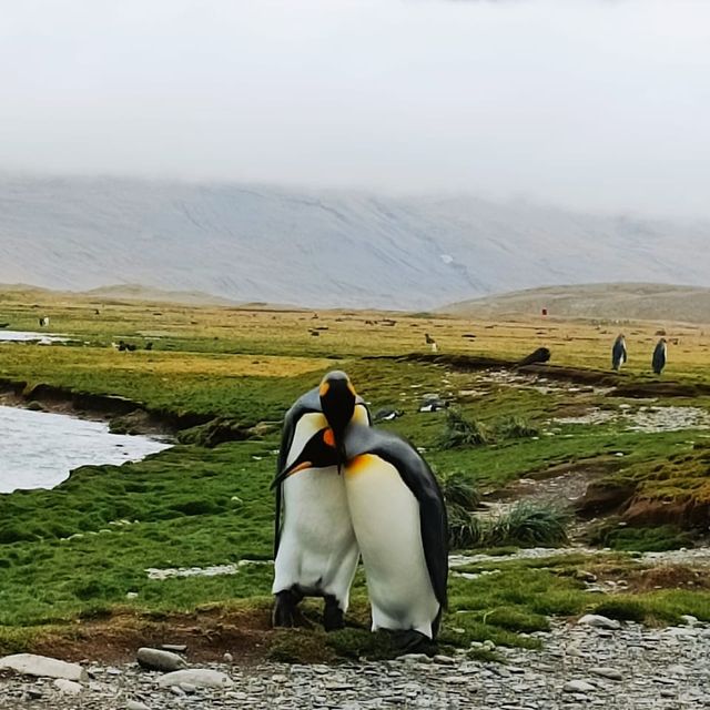 Antarctica, South Georgia, Falkland 