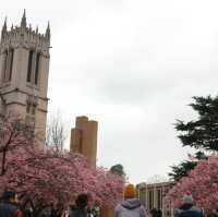 曇天の中でも鮮やかに映える桜とワシントン大学(シアトル)