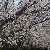 Magical Escape from the City 1 hour from Wuxi!