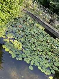 【ジョージア🇬🇪/自然豊かな巨大な植物園 】