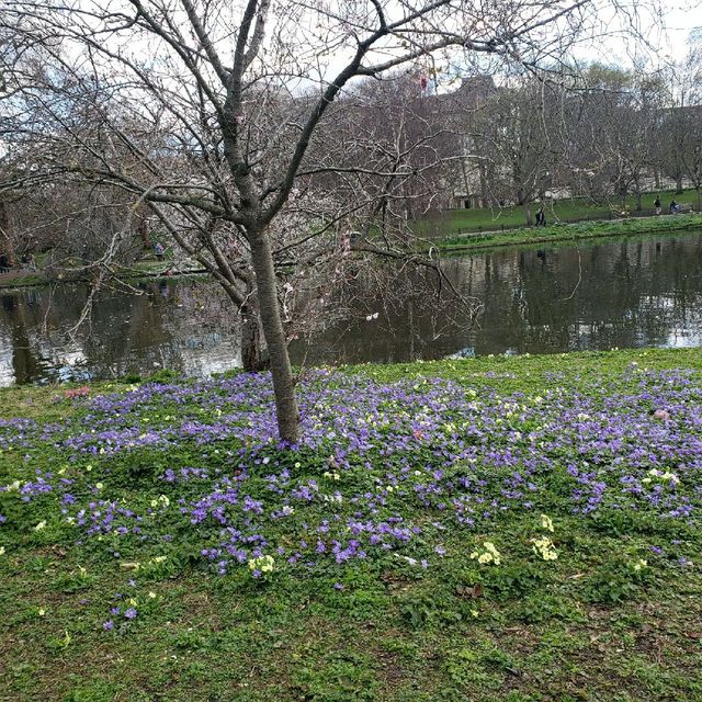 St. James's Park 聖占士公園誘人的櫻花及湖泊