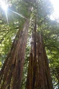 Hidden Gem in the Redwoods
