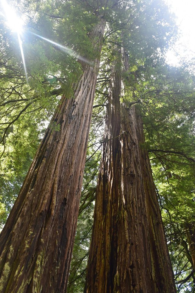 Hidden Gem in the Redwoods