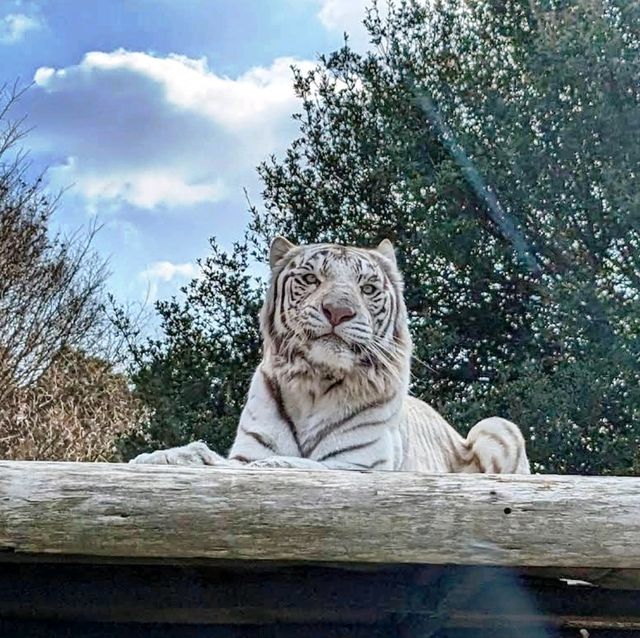 🐘姬路中央公園🦉開車穿越野生動物園區🐯