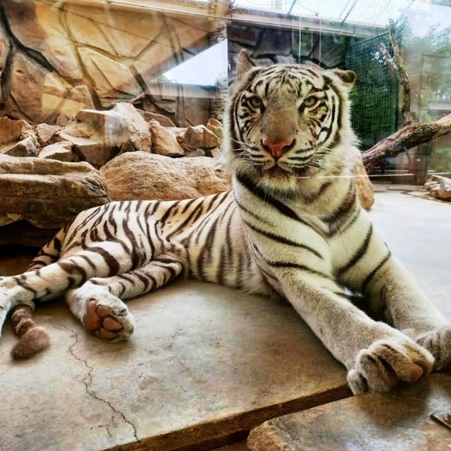 🐘姬路中央公園🦉開車穿越野生動物園區🐯