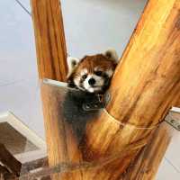🎠動物遊樂園🦁冒險大世界🎡棲息著160種動物🐼