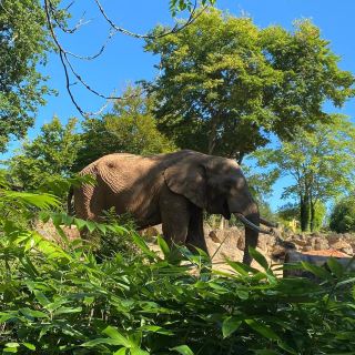 Zoo d'Amnéville 🇫🇷