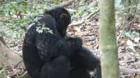 3-Day Chimpanzees and Gorilla Tours