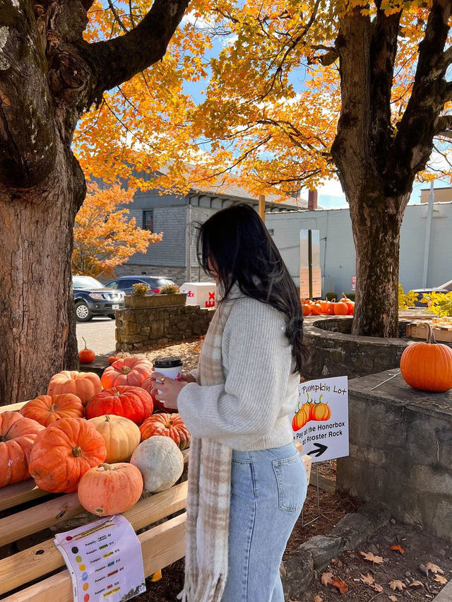 가을의 샬럿 탐험 🍁