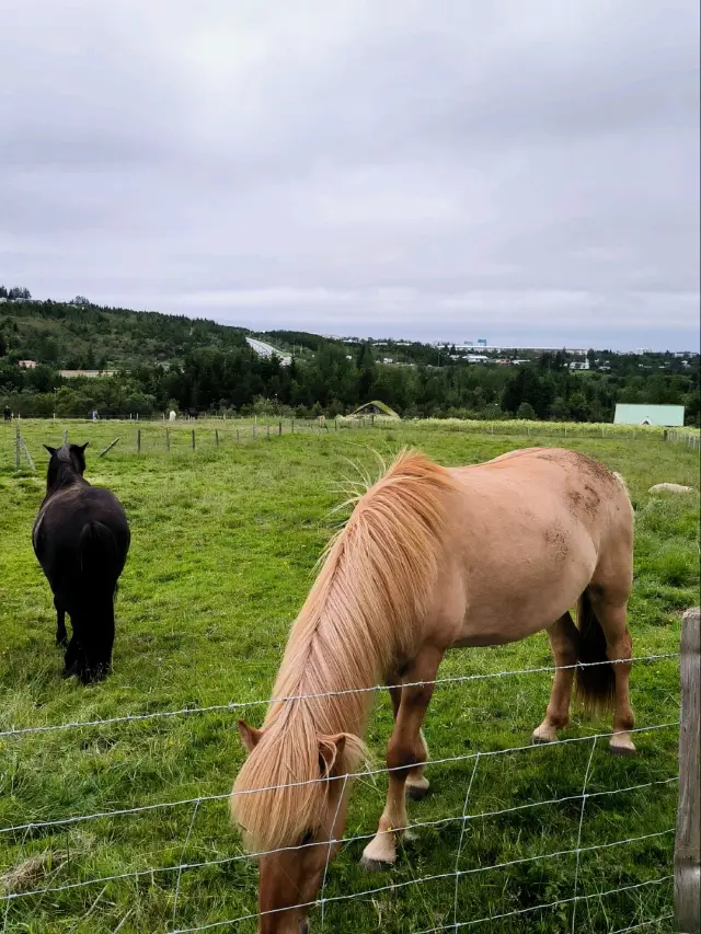 Árbær Open Air Museum