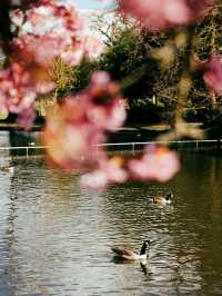 🌸 Spring Has Landed in Cannon Hill Park, Birmingham! 🌳
