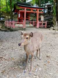 Springtime at Kasuga Taisha (Nara)