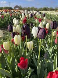 Spring Tulips 🌷