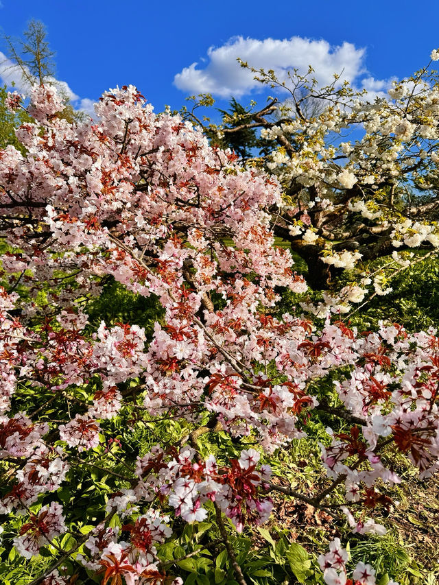 🌸 Cherry Blossom Season at Kew Gardens — A Spring Favourite in London 🌸