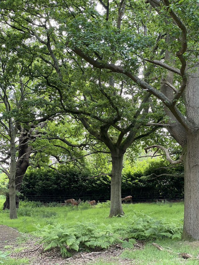 Kensington to Richmond: A Weekend Escape Without Leaving London
