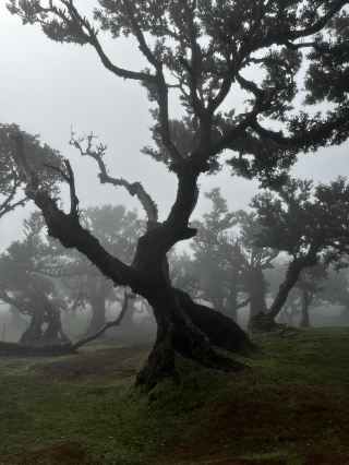Magnificent Madeira 