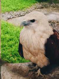 🦁 Urban Wildlife Escape – Manila Zoo, Philippines
