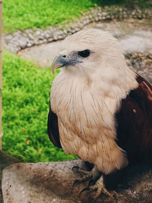 🦁 Urban Wildlife Escape – Manila Zoo, Philippines