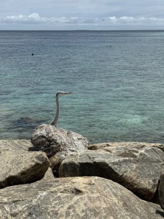 Mathiveri - local Maldives