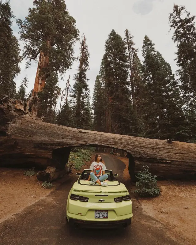 Embracing Nature's Majesty in Sequoia's Giant Forest