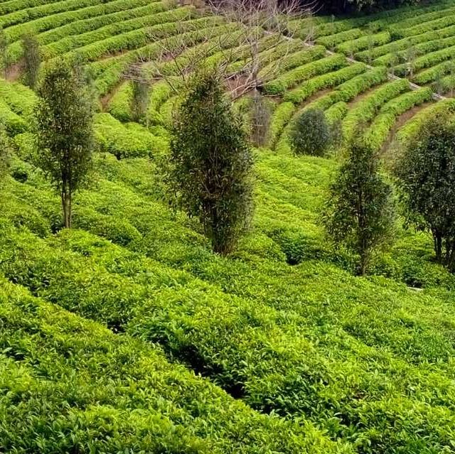 打卡清遠英德積慶裏紅茶穀