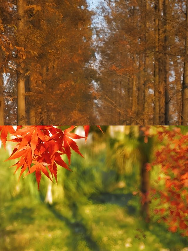 今年秋天，一定要去看合肥的紅杉林美哭了川很快，等到下個月
