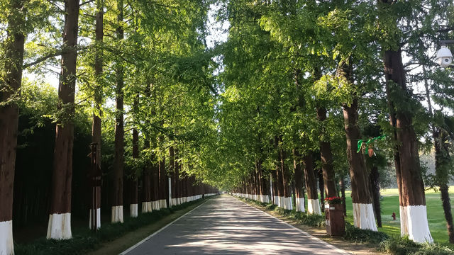 打卡東台黃海森林美居酒店