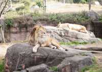 全球追秋｜天王寺動物園大自然與動物的完美結合